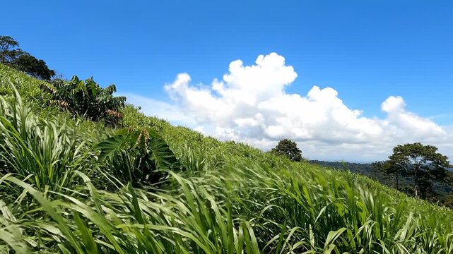 Lush green grass dances in the wind under a clear blue sky filled with soft, white clouds. This vibrant setting captures the essence of nature's beauty