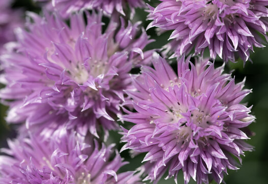 A close-up of flowering chives, photographed from above.