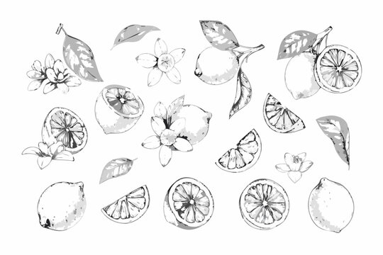 Vintage Botanical Sketch Collection Of Citrus Fruits And Blossoms Gray Scale