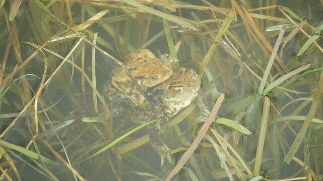 Mating frog water pond European common toad Bufo bufo pair Bufonidae amphibians wetland pool successful frogspawn inguinal and axillary amplexus engaging species reproductive behavior male embraces