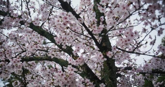 Movement across beautiful spring cherry blossom tree in Japan - closeup steady cam shot