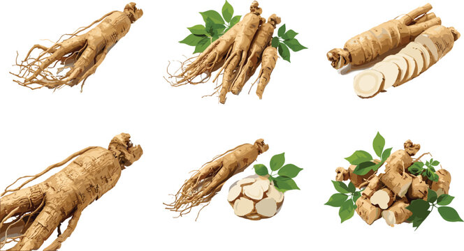 Fresh organic ginseng root collection with slices and green leaves isolated on white background for herbal medicine and wellness concepts