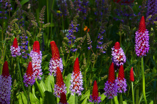 Orchideen-Primeln