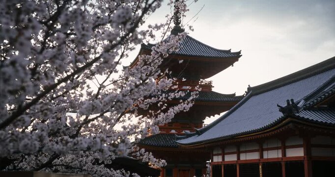 Reveal of silhouetted, ancient Japanese temple behind spring cherry blossom tree
