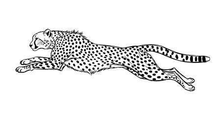 A cheetah runs dynamically in a minimalistic black and white line art sketch on a white background. © Anak