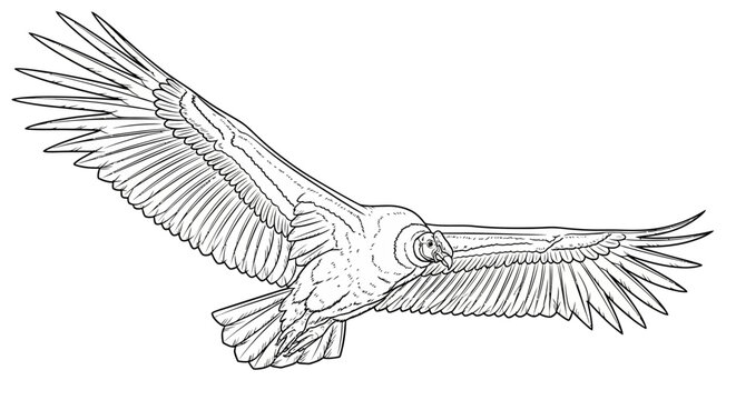 A black and white line art sketch depicts a condor in flight with massive wingspan.