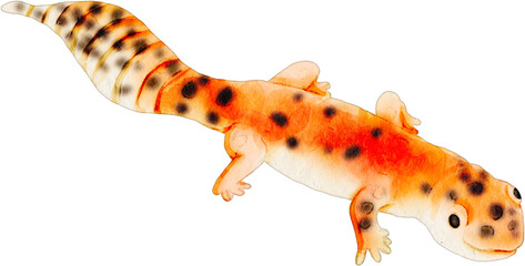 Watercolor illustration of a spotted leopard gecko isolated © Je