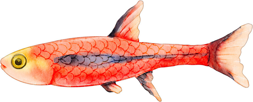 Watercolor illustration of a chili rasbora fish isolated