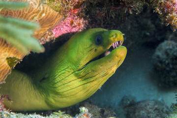 Green moray eel peeking from a coral reef crevice with open mouth showing sharp teeth © Sergio Llaguno