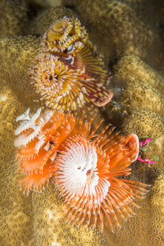 Christmas tree worms growing out of a coral head in Key Largo