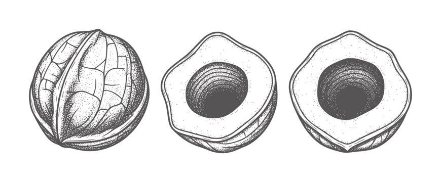 Black and white of a whole walnut and two halves food healthy organic