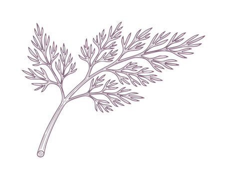 Delicate purple dill frond with intricate feathery leaves herb plant botanical