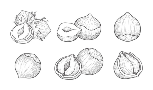 Hand Drawn Hazelnuts Collection With Whole And Halved Nuts food ingredient natural