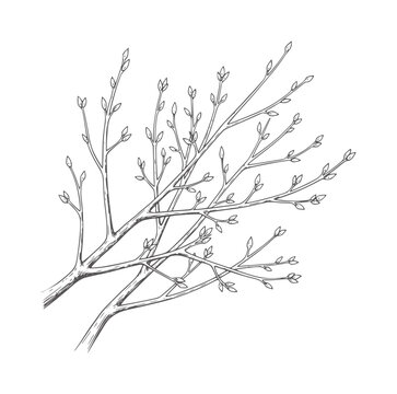 Hand drawn of delicate tree branches with tiny buds botanical nature plant