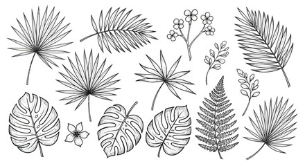 Set of hand drawn tropical leaves isolated on white background, black and white sketch style palm leaves, monstera and fern foliage. © Snek