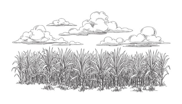 Hand drawn sugarcane field with fluffy clouds in a style plants stalks leaves