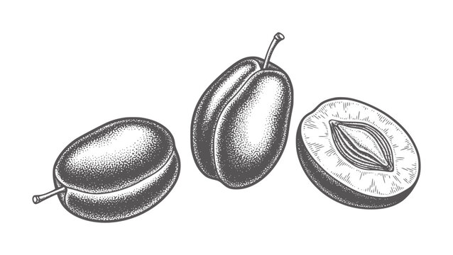 Three dark plums one halved showing pit and seed in vintage engraving style fruit