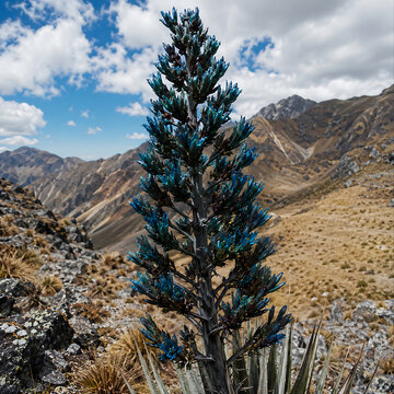 Blue Puya flower (Puya berteroniana) in a dry mountain landscape, metallic turquoise-blue blossoms, rare bromeliad bloom,