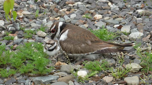 Mother Killdeer Welcomes Second Chick While First Hatchling Looks On