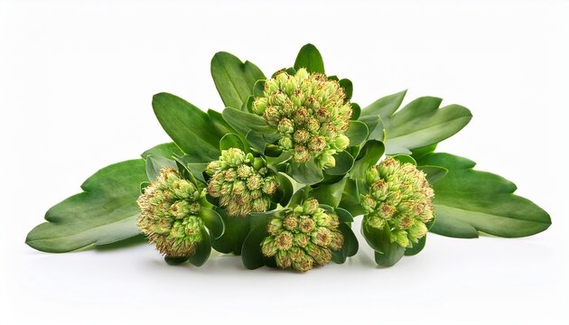 a cluster of rhodiola rosea isolated on white background