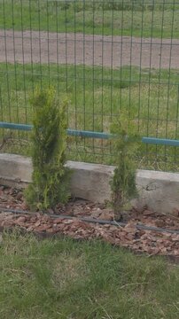 Young thuja occidentalis brabant hedge planting with irrigation system