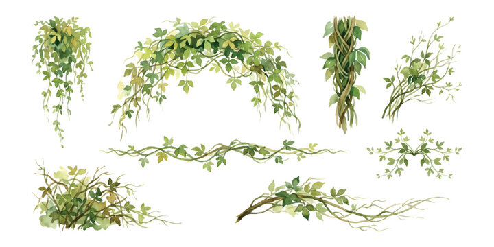 Watercolor set of twisted Cayratia trifolia liana ivy plants bushes, trailing wrapped vine foliage leaves isolated on transparent background