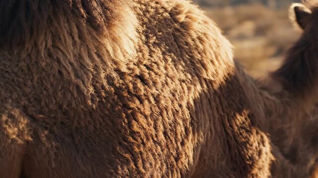 Warm Brown Alpaca Fleece Texture Close-Up