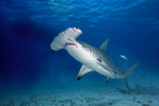 Great hammerhead shark swimming upward with a small remora fish near its mouth