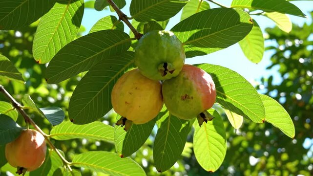 Ripe and unripe guavas hanging from a lush tree branch with bright green leaves in sunlight
