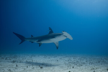 Obraz premium Great hammerhead shark swimming low over a sandy ocean floor in clear blue water