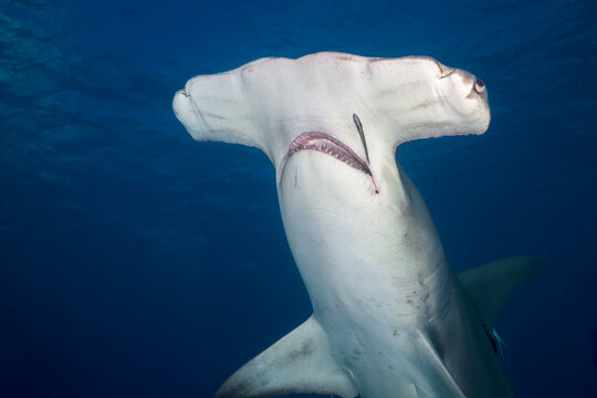 Close up underside view of a great hammerhead shark swimming showing mouth and teeth