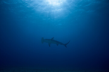 Fototapeta premium Silhouette of a great hammerhead shark swimming under sunbeams