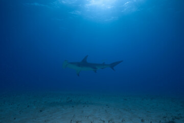 Fototapeta premium Great hammerhead shark cruising in the distance in clear blue water above a sandy seabed