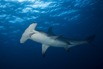 Obraz premium Great hammerhead shark below sunlit ocean surface