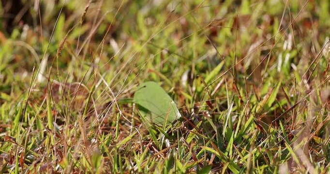 Green leaf-mimic katydid camouflaged among dry yellow and green grass in a meadow during a sunny day. Macro close-up shot showing natural mimicry and insect survival in the wild.