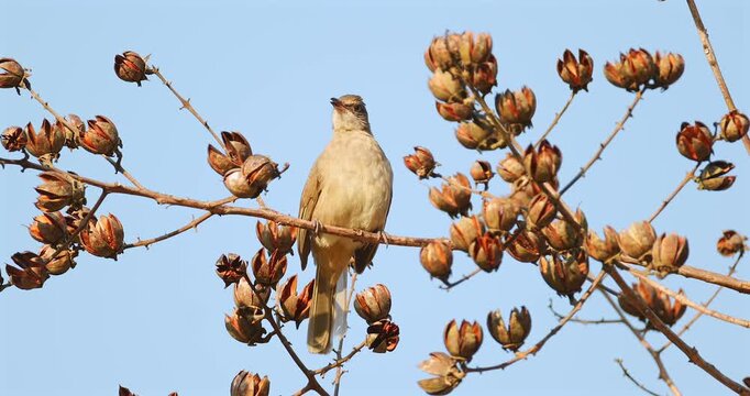 Streak-eared bulbul bird perched on a tree branch with brown dried seed pods under a clear blue sky during daytime. Natural wildlife photography in a tropical environment.