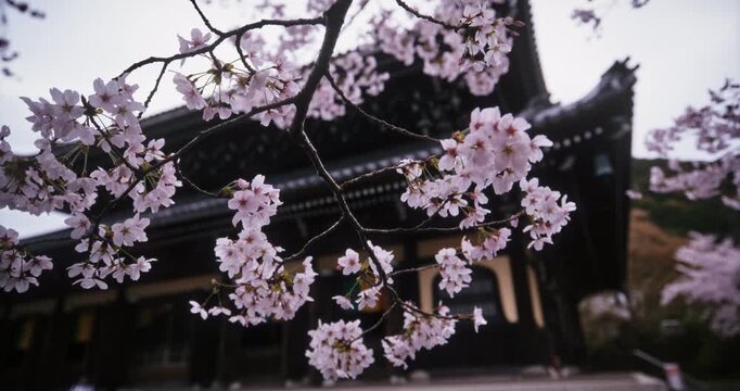 Closeup movement in on cherry blossom branch in front of old Japanese temple - low shot