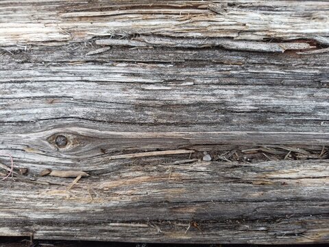 Decaying old wooden pier texture with knot, heavily weathered rustic timber from lake jetty background