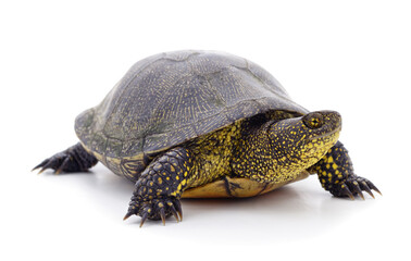 Fototapeta premium European pond turtle standing isolated on a white background.