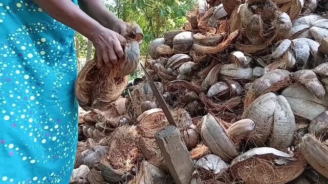 A rural woman skillfully husking dry coconuts using a traditional sharp iron spike tool outdoors. Authentic daily life and agriculture.