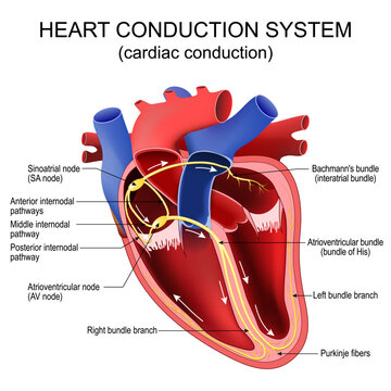 Heart conduction system. Cardiac conduction. Cross section of human heart