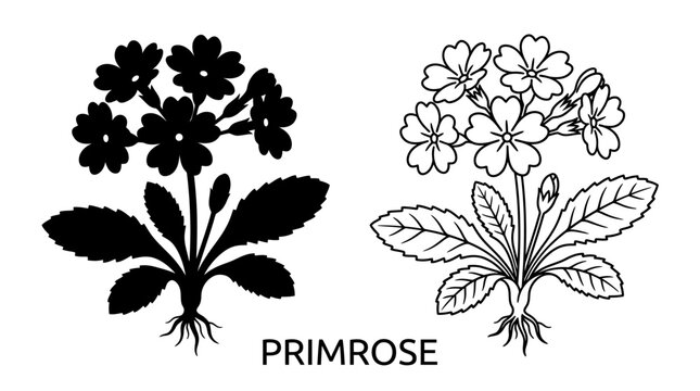 primrose flower silhouette and line drawing botanical