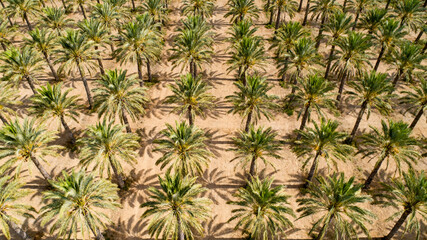 Fototapeta premium Palm trees farm in the Desert ariel view