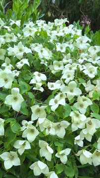 white kousa dogwood flowers on a green bush in a garden, vertical video