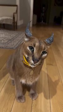 Domesticated caracal cat sitting on a wooden floor, hissing and looking at the camera