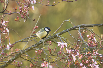 Small great tit on a cherry tree branch, surrounded by small cherry blossoms  great tit on a branch full of pink blossoms  bird with a black head on a tree, Parus major © Rebecca