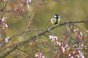 Small great tit on a cherry tree branch, surrounded by small cherry blossoms  great tit on a branch full of pink blossoms  great tit front view on a tree, Parus major © Rebecca
