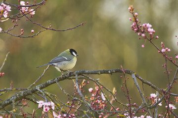 cute great tit on a cherry tree branch, surrounded by small cherry blossoms  great tit on a branch full of pink blossoms  bird with a black head on a tree, Parus major © Rebecca