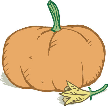Pumpkin with blossom, color illustration, isolated