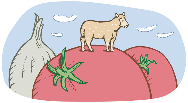 Lamm oder Schaf mit Tomaten und Zwiebel, Farbillustration